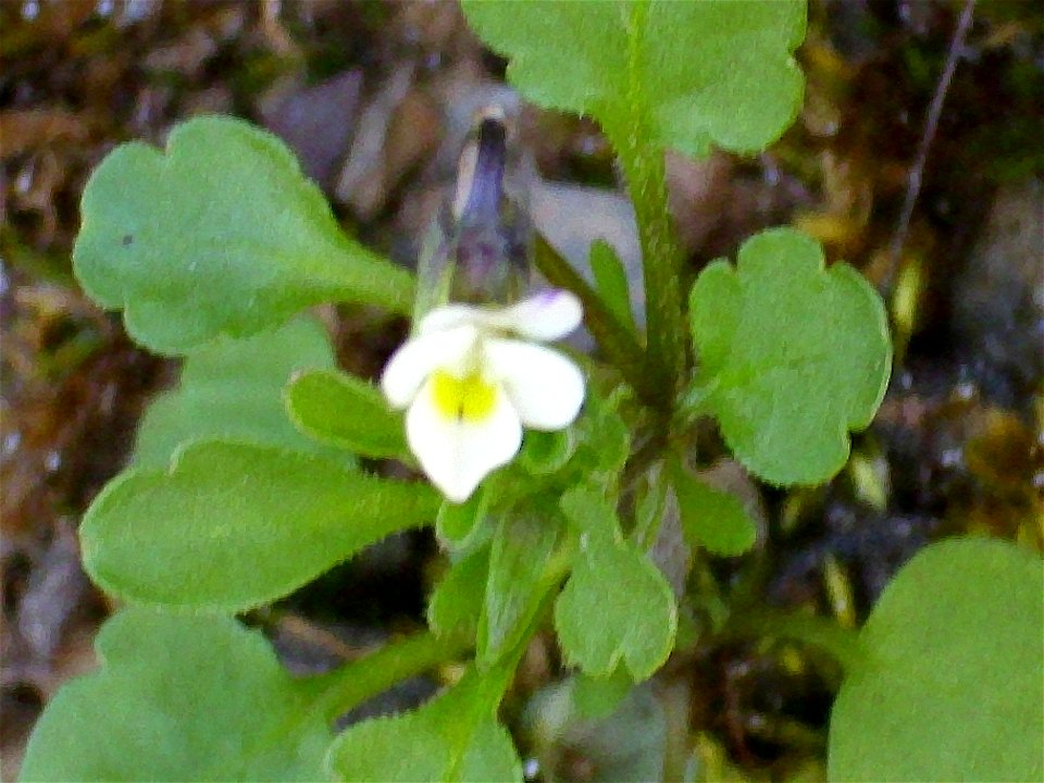 Viola kitaibeliana close up, Sierra Madrona, Spain