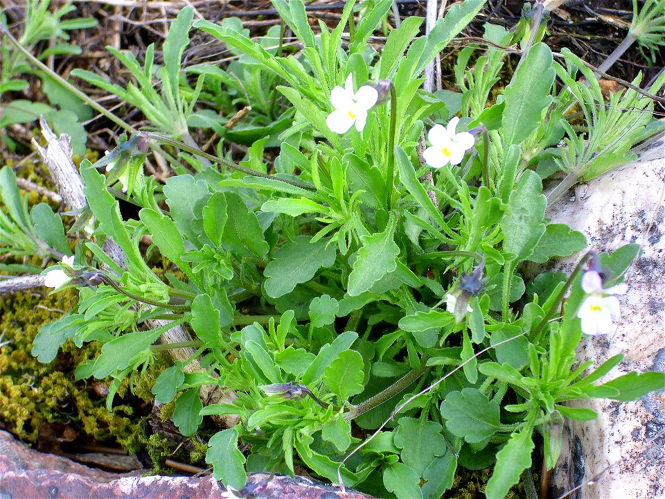 Viola kitaibeliana habit Campo de Calatrava, Spain