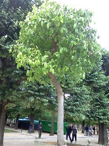 Olmediella betschleriana, une sorte d'arbre