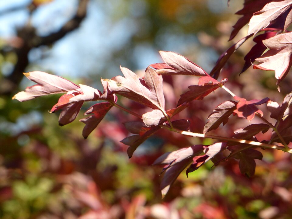 Autumn plant leaves