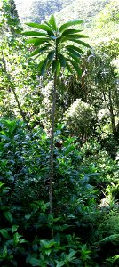 A juvenile Euphorbia haeleeleana specimen in Limahuli Garden and Preserve, Hāʻena, Kaua'i.