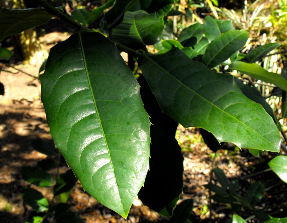 Olmediella betschlerana at Quail Botanical Gardens in Encinitas, California, USA.