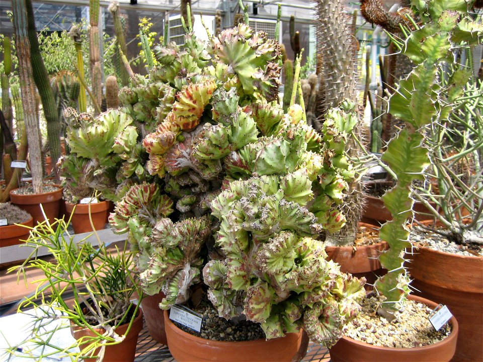 Euphorbia Frankiana at the Berkeley Botanical Gardens.