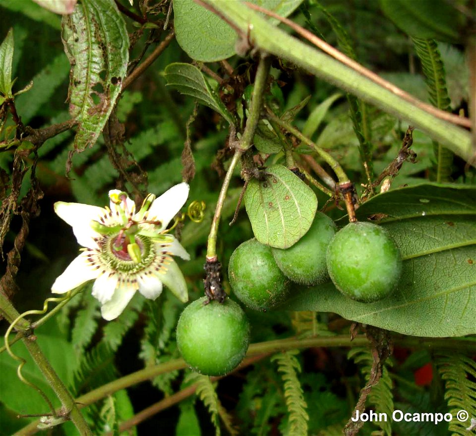 Passiflora cuspidifolia (Subgénero Decaloba), fotografia tomada en el minicipio de Sibate (Cundinamarca - Colombia). Endémica de Colombia