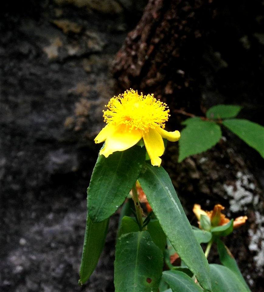 Hypericum frondosum, limestone cliffs along the Cumberland River, Cheatham County, Tennessee.