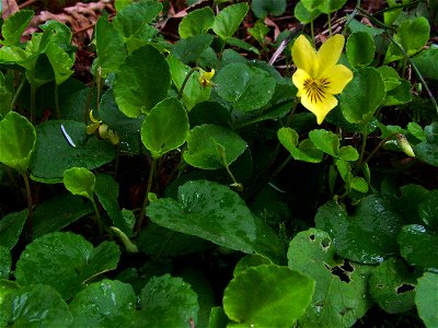 Redwood violet, evergreen violet; photographed  in Ravenna Park, w:Seattle, Washington, USA.