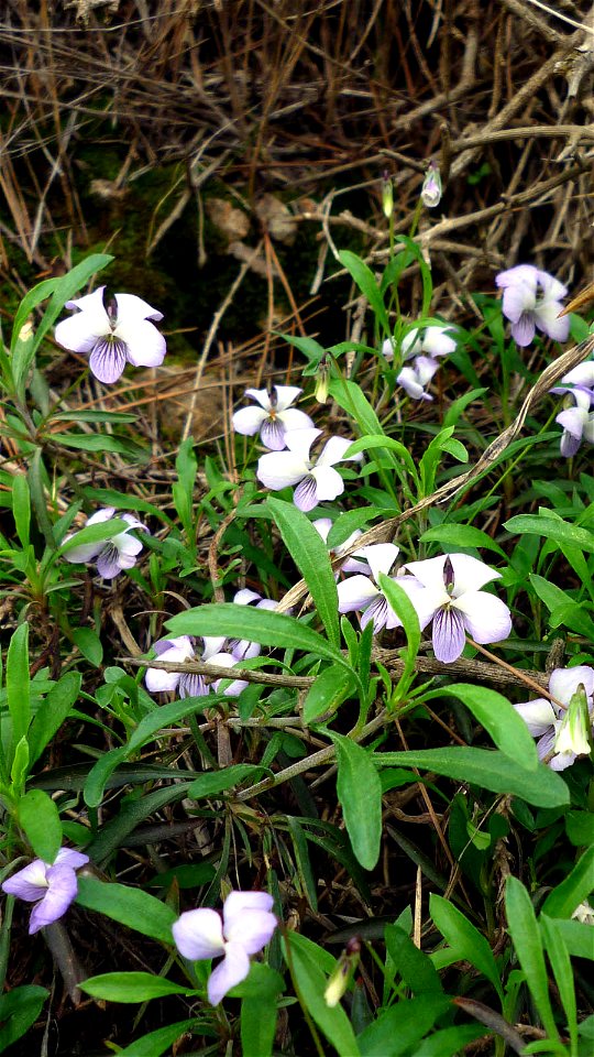 Viola arborescens in Monte Roldán in Cartagena (Spain).