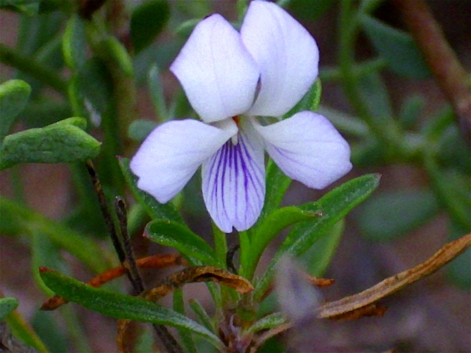 Viola arborescens flower close up, La Mata, Torrevieja, Alicante, Spain.