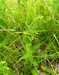 Tragia urticifolia, high quality dry calcareous barrens, near the North Fork of Dry Creek, southwest of Ashville, St. Clair County, Alabama.