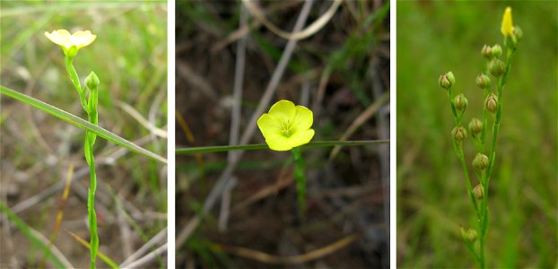 Linum medium var. texanum. Three photos showing leaves, flowers, and fruit. Hazel Dell Meadow, a high quality wet prairie in Pulaski County, Kentucky. photo