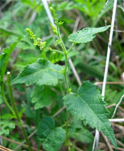 Tragia cordata, dry bluffs of the Tennessee River, Decatur County, Tennessee.