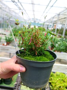 Hypericum canadense