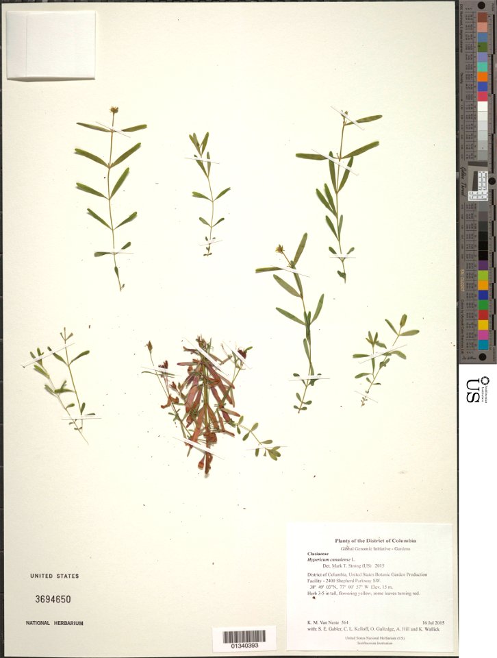Hypericum canadense