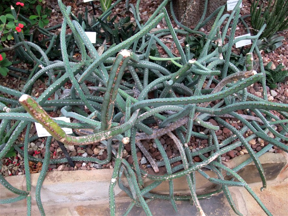 A photograph of Euphorbia heterochroma.