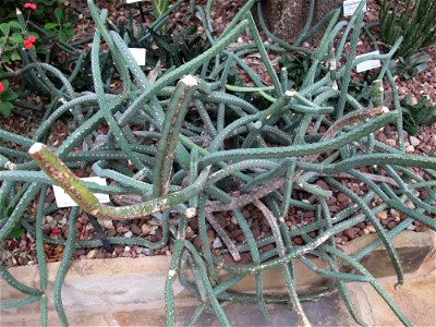 A photograph of Euphorbia heterochroma.