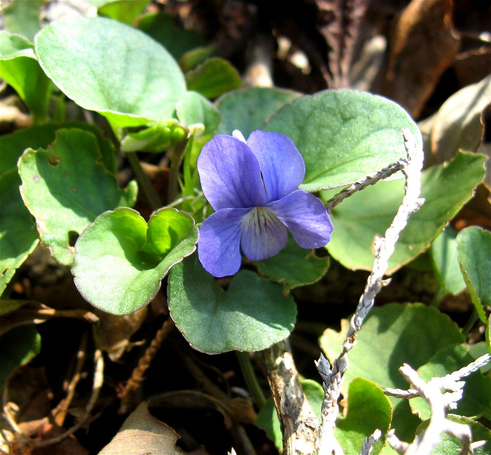 Viola walteri, Jessamine Creek Gorge, Jessamine County, Kentucky.
