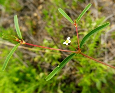 Euphorbia missurica, dry rocky prairie on south side of Fort Worth. In a small park east of Sycamore Creek, and north of Circle Drive. Tarrant County, Texas. photo