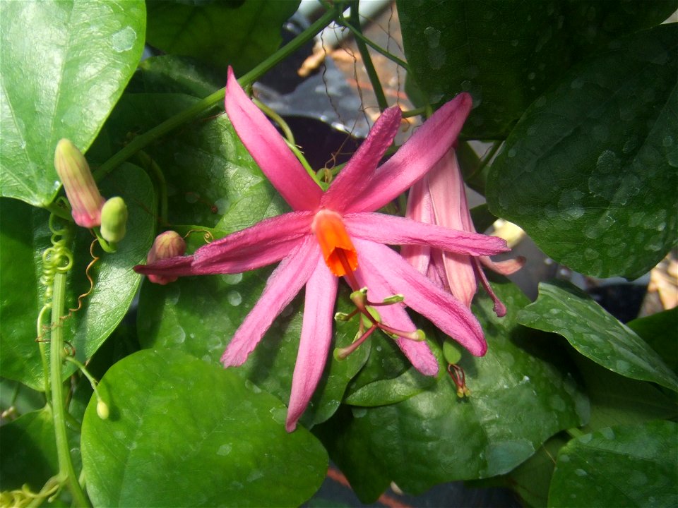 Passiflora tulae, picture taken at Passiflorahoeve in Harskamp, The Netherlands