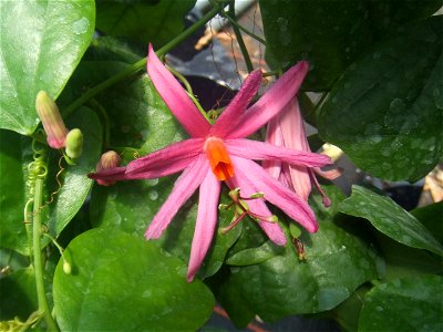 Passiflora tulae, picture taken at Passiflorahoeve in Harskamp, The Netherlands