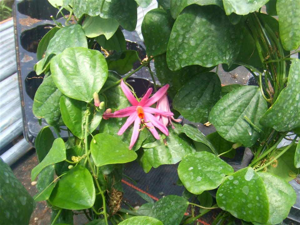 Passiflora tulae, picture taken at Passiflorahoeve in Harskamp, The Netherlands