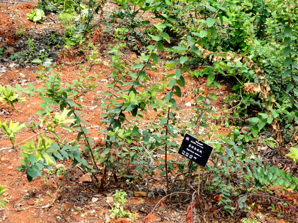 Plant specimen in the Kunming Botanical Garden, Kunming, Yunnan, China.