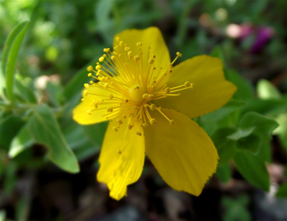 Hypericum cerastoides in the UC Botanical Garden, Berkeley, California, USA. Identified by sign.