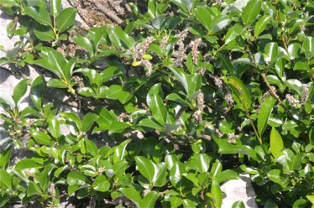 Salix glabra