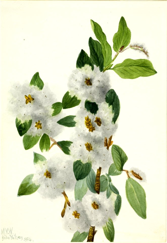 Rock Willow (Salix vestita)