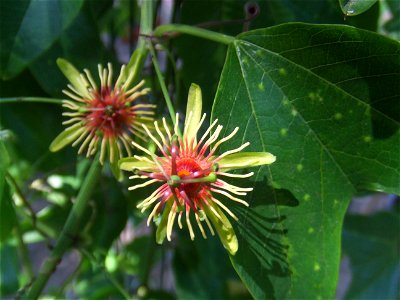 Passiflora jorullensis, picture taken at the Passiflorahoeve in Harskamp, The Netherlands