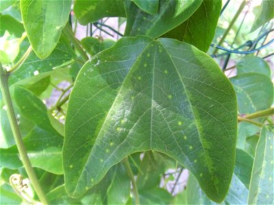 Passiflora jorullensis, picture taken at the Passiflorahoeve in Harskamp, The Netherlands