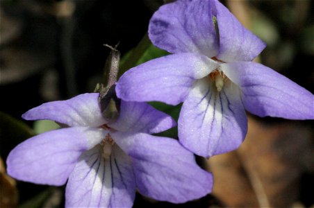 Viola rupestris photo
