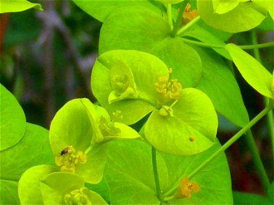 Euphorbia paniculata close up, Sierra Madrona, Spain photo