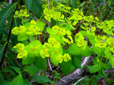 Euphorbia paniculata habit, Sierra Madrona, Spain