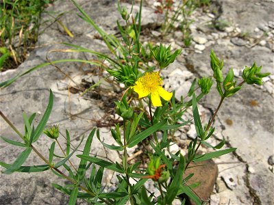 Hypericum dolabriforme, found in Logan County Glade State Nature Preserve, Logan County, Kentucky.