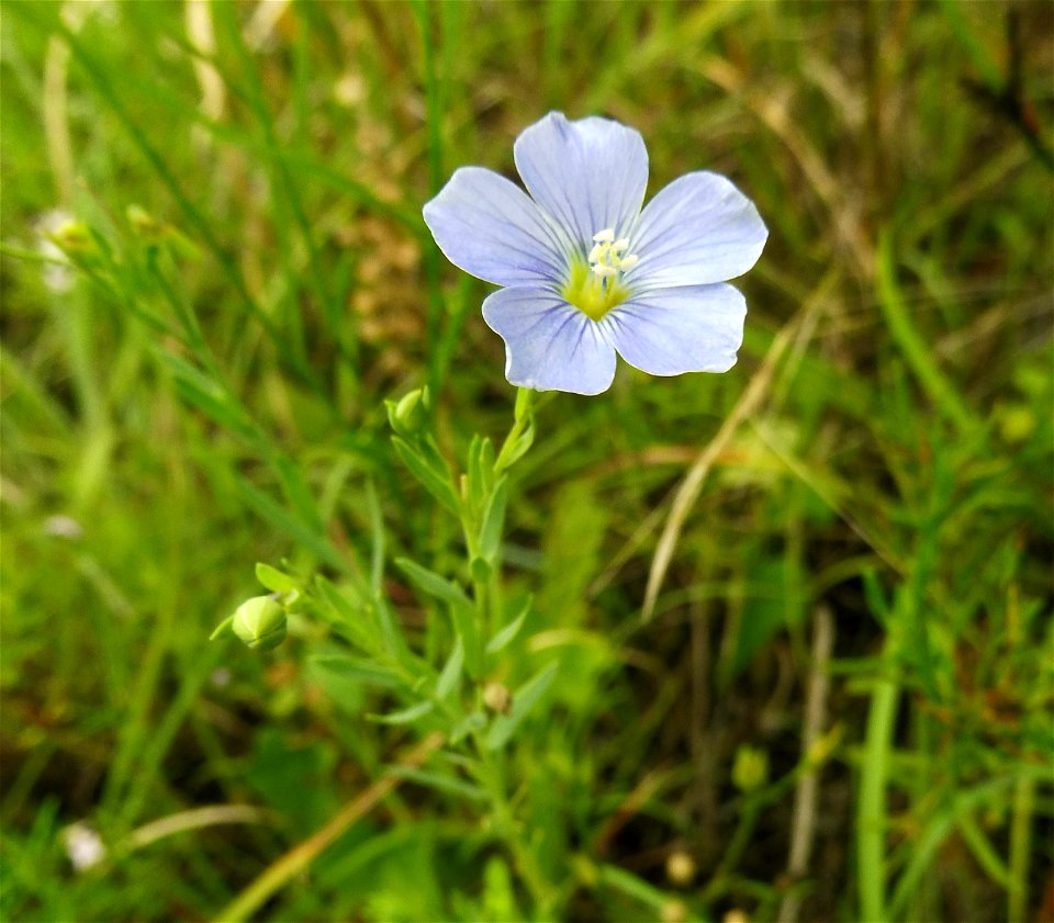 Linum pratense, dry rocky prairie on Bell Branch Road, Ellis County, Texas.