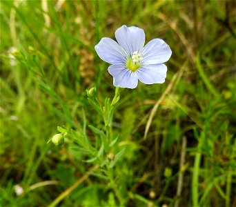 Linum pratense, dry rocky prairie on Bell Branch Road, Ellis County, Texas. photo