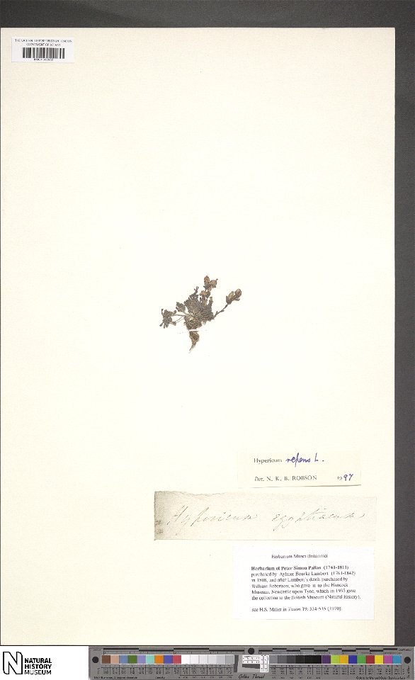 Specimen of Hypericum repens (Catalog Number BM001202950) at the National History Museum Online Data Portal collected by an anonymous collector.