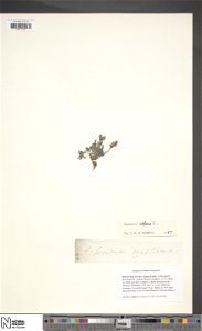 Specimen of Hypericum repens (Catalog Number BM001202950) at the National History Museum Online Data Portal collected by an anonymous collector.