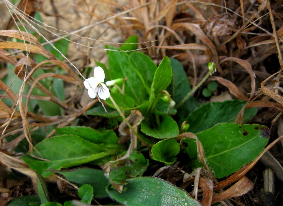 Viola primulifolia, Poe Creek Forest, Pickens County, South Carolina