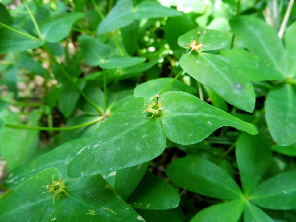 Euphorbia sieboldiana, at the edge of a forest. Located on the Diabutsu Hiking Trail, Kamakura, Kanagawa Prefecture, Japan.