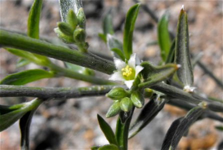 Ditaxis lanceolata syn. Argythamnia lanceolata in Anza Borrego Desert State Park, California, USA.