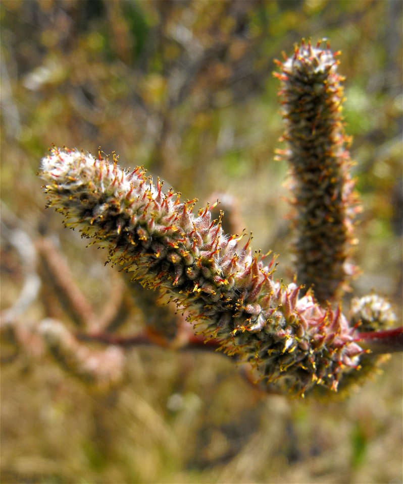 Salix breweri at the UC Berkeley Botanical Garden, California, USA. Identified by sign.