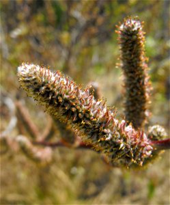Salix breweri at the UC Berkeley Botanical Garden, California, USA. Identified by sign.