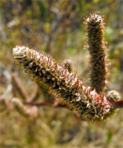 Salix breweri at the UC Berkeley Botanical Garden, California, USA. Identified by sign. photo