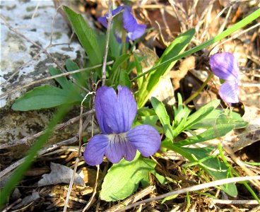 Viola egglestonii, Tom Dorman State Nature Preserve, Garrard County, Kentucky. photo
