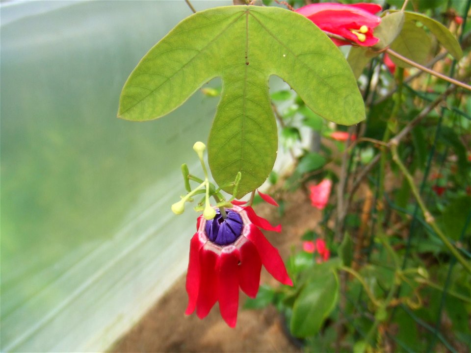 Passiflora edmundoi, picture taken at the Passiflorahoeve in Harskamp, The Netherlands