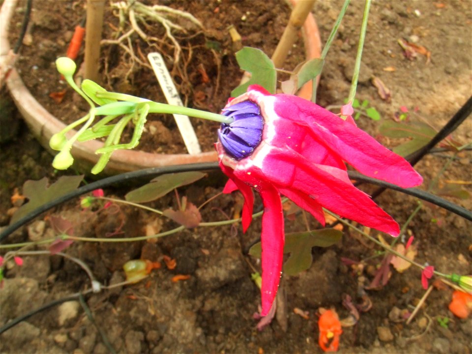 Passiflora edmundoi, picture taken at the Passiflorahoeve in Harskamp, The Netherlands