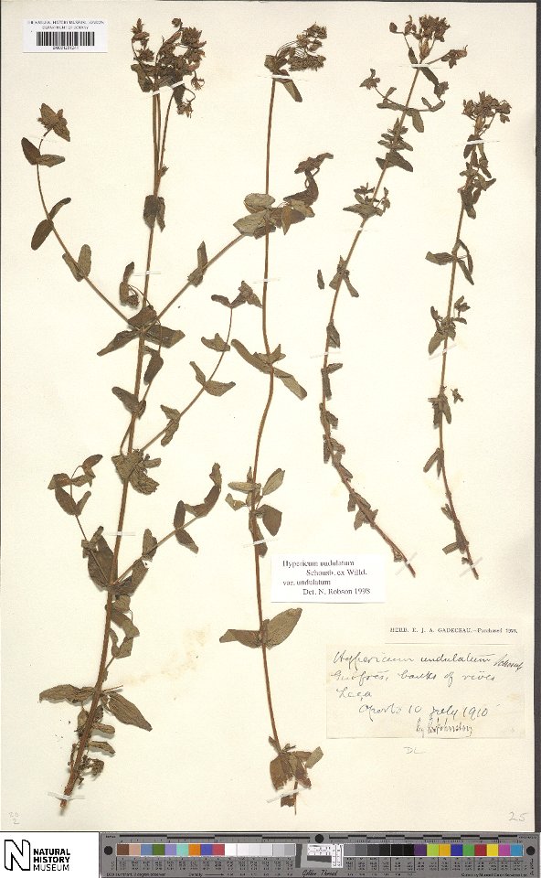 Hypericum undulatum var. undulatum specimen, collected in Europe in 1910