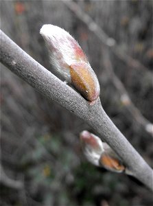 Salix delnortensis at the UC Berkeley Botanical Garden, California, USA. Identified by sign.