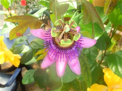 Passiflora picturata, picture taken at Passiflorahoeve in Harskamp, The Netherlands photo